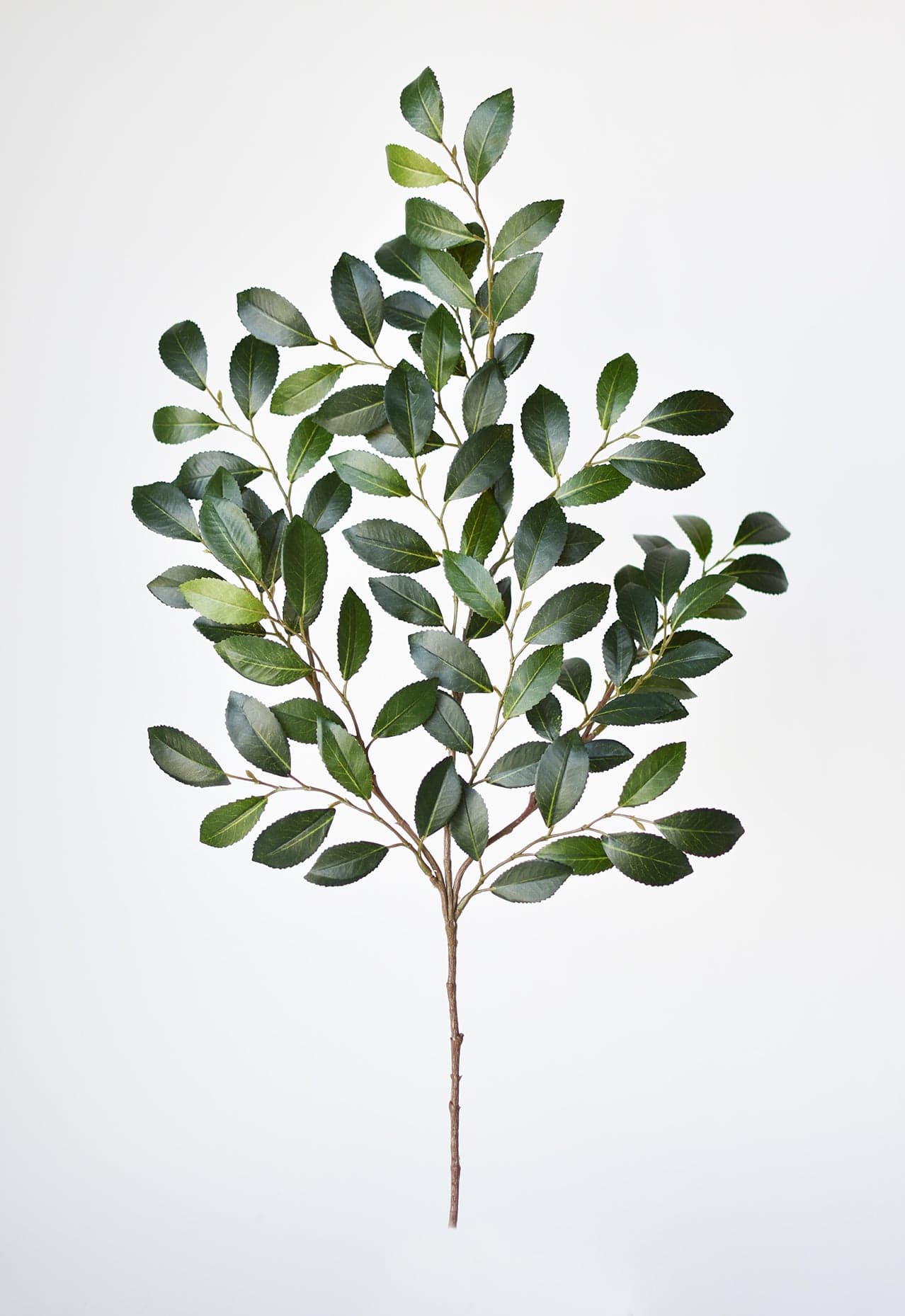 Ruscus Leaf Stem, 26"