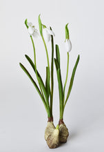 Load image into Gallery viewer, Standing Snowdrop with Bulb, 10&quot;
