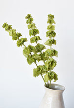 Load image into Gallery viewer, Bells of Ireland Stem Green, 29&quot;
