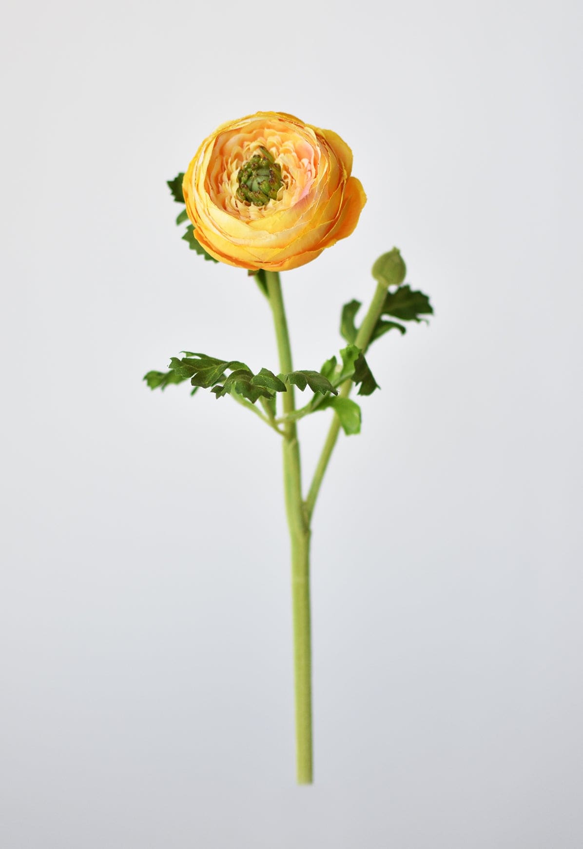 Ranunculus Stem, 13", Yellow Gold