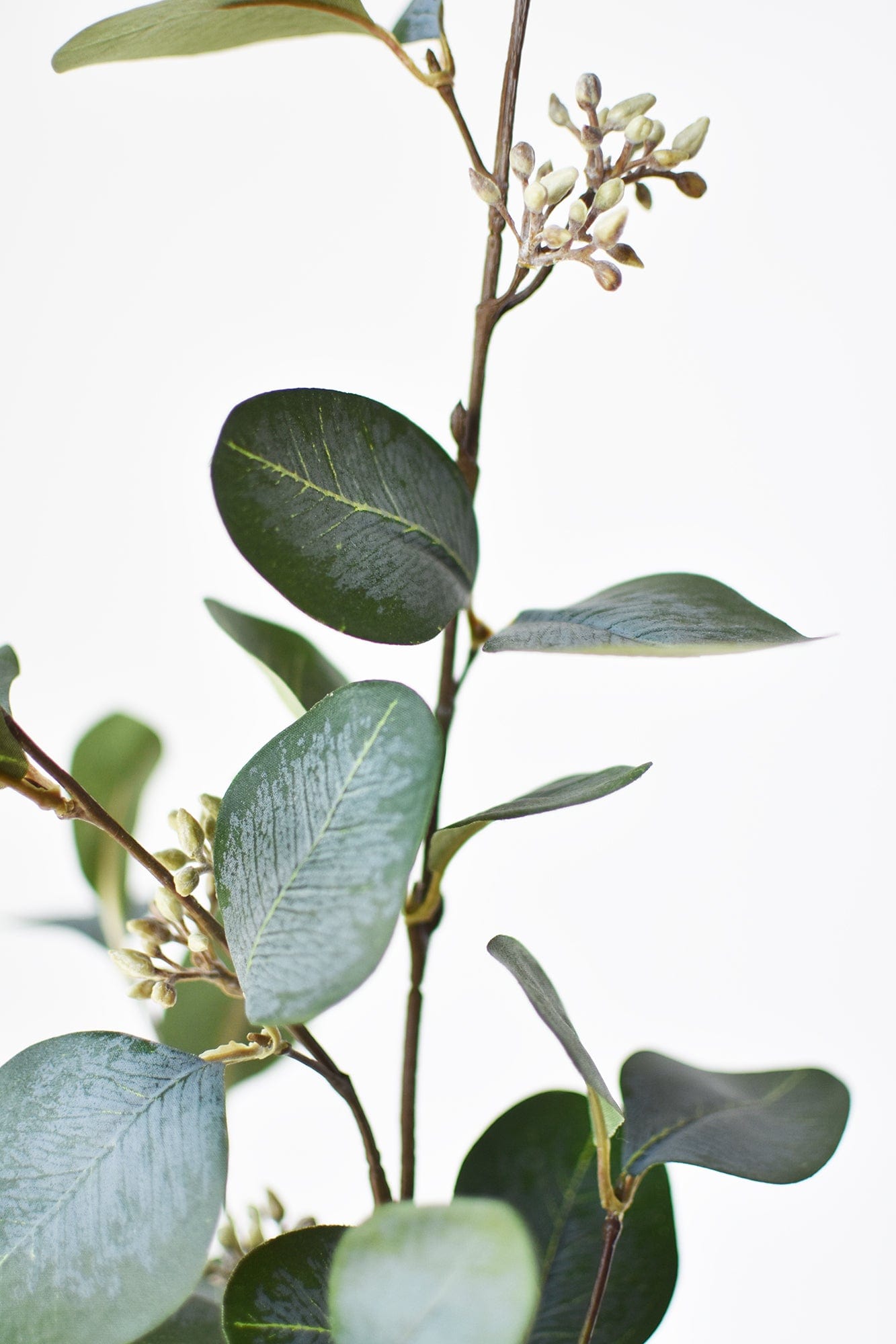 Seeded Eucalyptus Stem, 30"