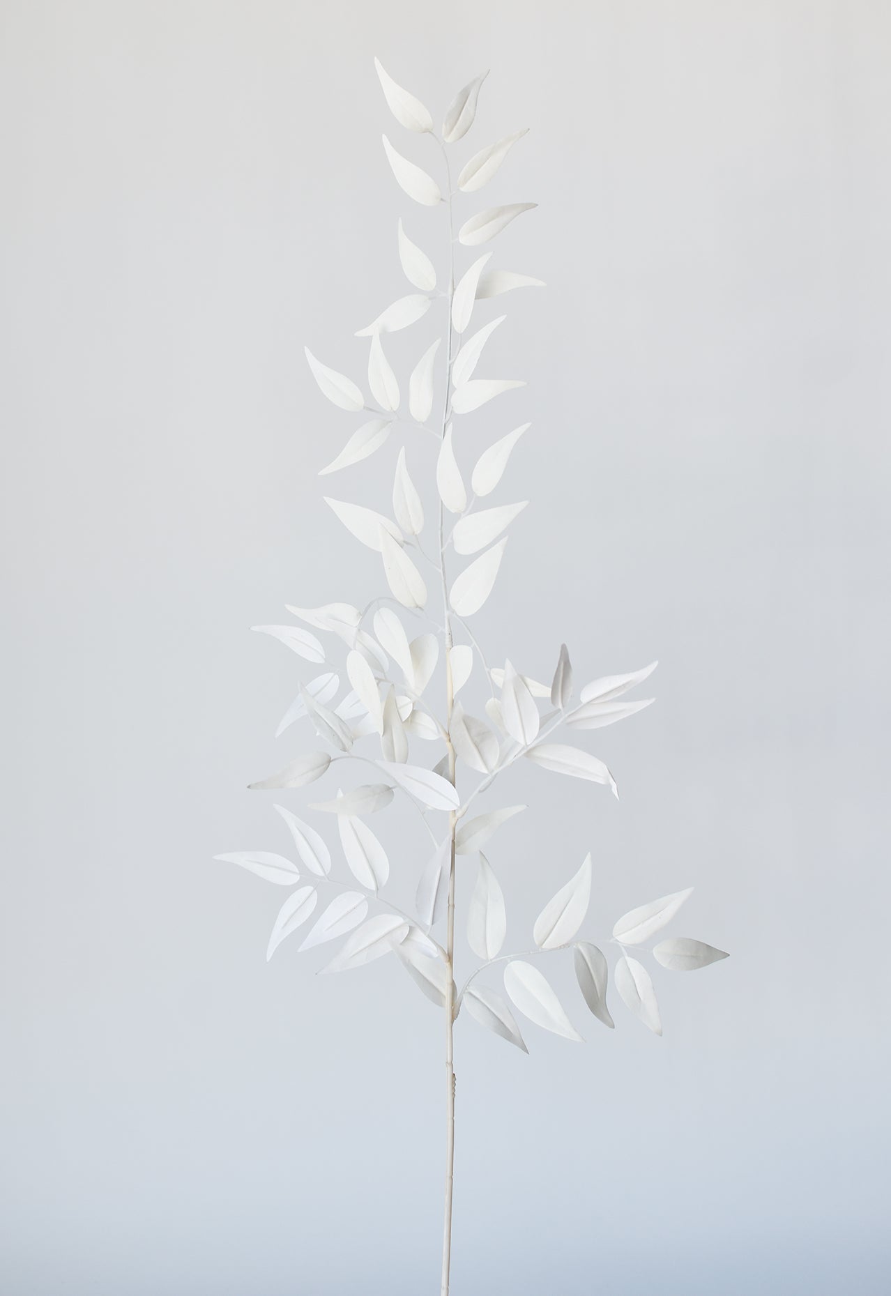 Italian Ruscus Stem, 36", White