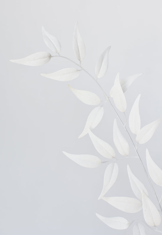 Italian Ruscus Stem, 36", White