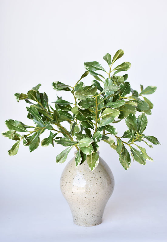 Variegated Pittosporum Spray Stem, 21.5", Green