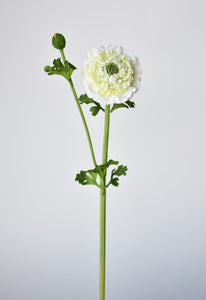 Double Ruffled Ranunculus Stem, 21", White