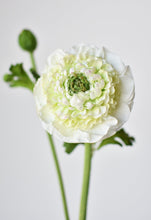 Load image into Gallery viewer, Double Ruffled Ranunculus Stem, 21&quot;, White
