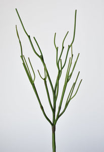 Pencil Cactus Succulent Stem, 23", Green