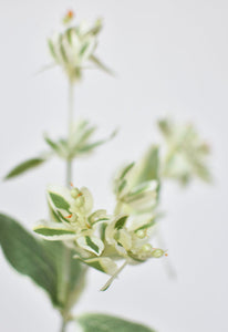 27" Faux Euphorbia Stem