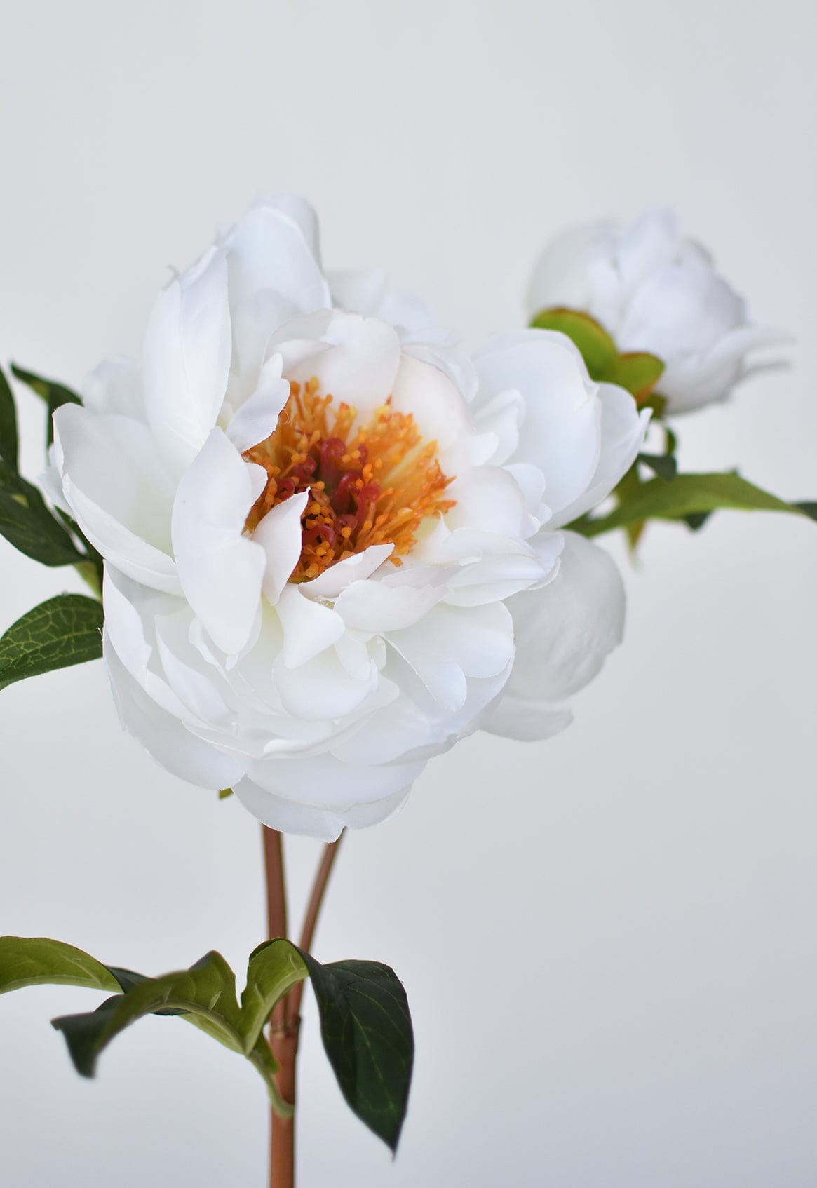 Peony Stem with Bud, 22.5", White