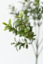 Load image into Gallery viewer, Boxwood Spray Stem, 18.5&quot;
