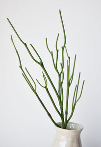 Pencil Cactus Succulent Stem, 23", Green