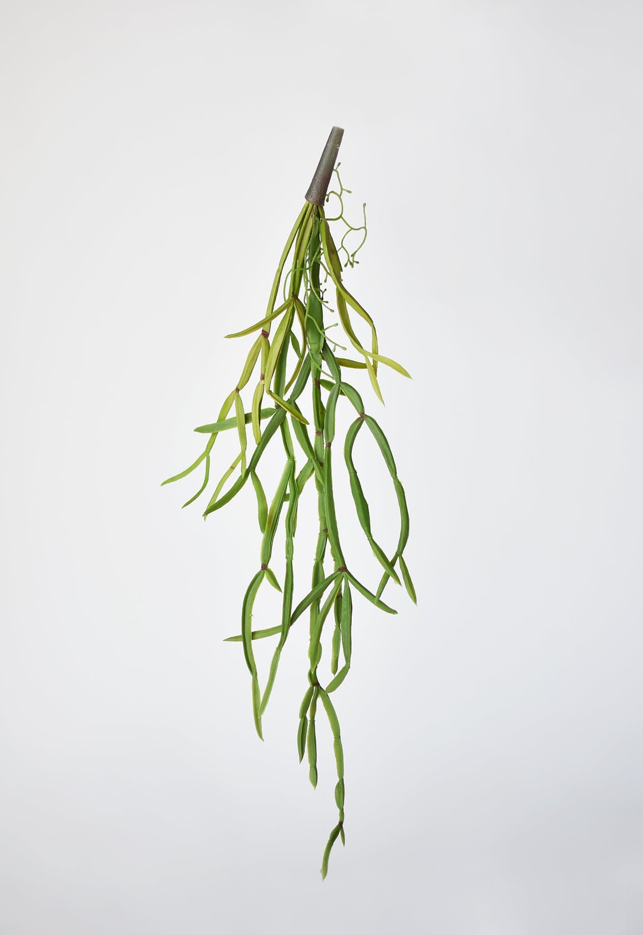 Hanging Pencil Cactus Succulent Bush, 23"