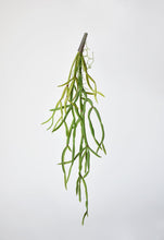 Load image into Gallery viewer, Hanging Pencil Cactus Succulent Bush, 23&quot;
