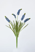 Load image into Gallery viewer, Blue Muscari Bush Grape Hyacinth, 12.5&quot;

