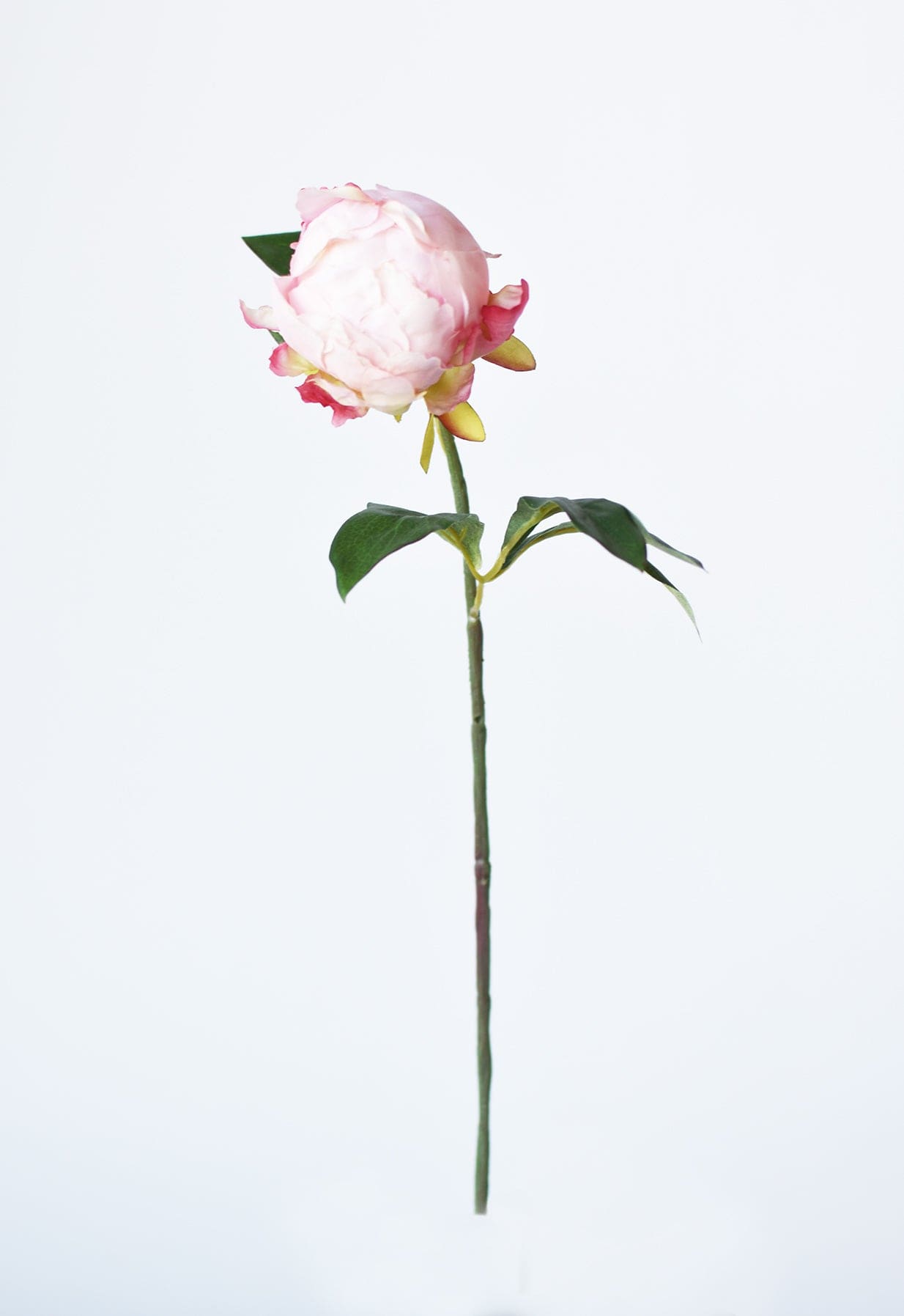 Peony Bud Stem, 18", Light Pink