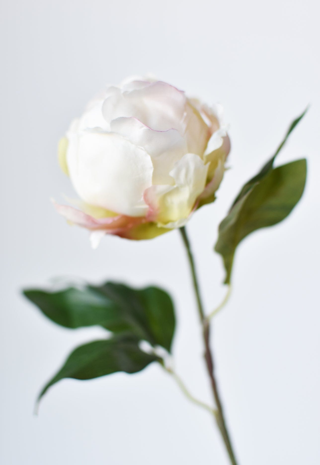 Peony Bud Stem, 18", White