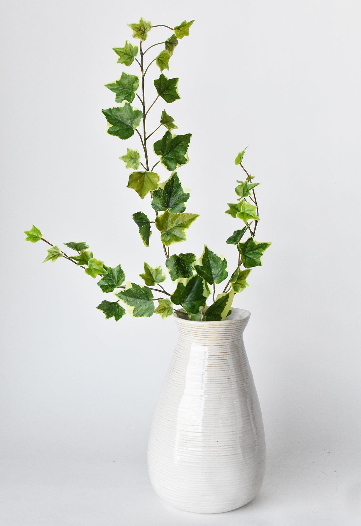 Variegated Ivy Stem, 25", Green