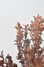 Load image into Gallery viewer, Dried Boxwood Bush, 12&quot;

