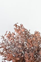 Load image into Gallery viewer, Dried Boxwood Bush, 12&quot;

