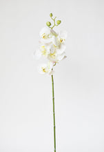 Load image into Gallery viewer, Orchid Stem, 30&quot;, White, Real Touch
