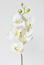 Load image into Gallery viewer, Orchid Stem, 30&quot;, White, Real Touch
