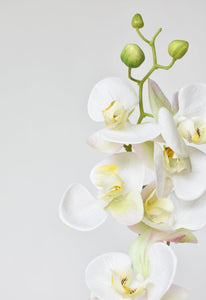 Orchid Stem, 30", White, Real Touch