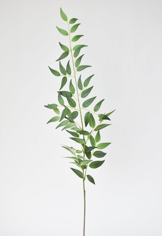 Italian Ruscus Stem, 36"