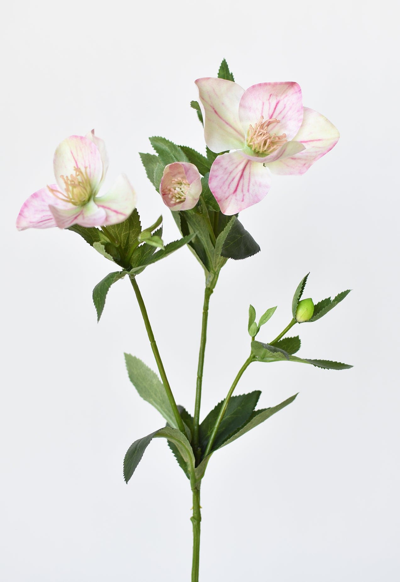 Helleborus Stem, 25", Pink & Green