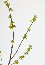 Load image into Gallery viewer, Budding Branch, 40&quot;
