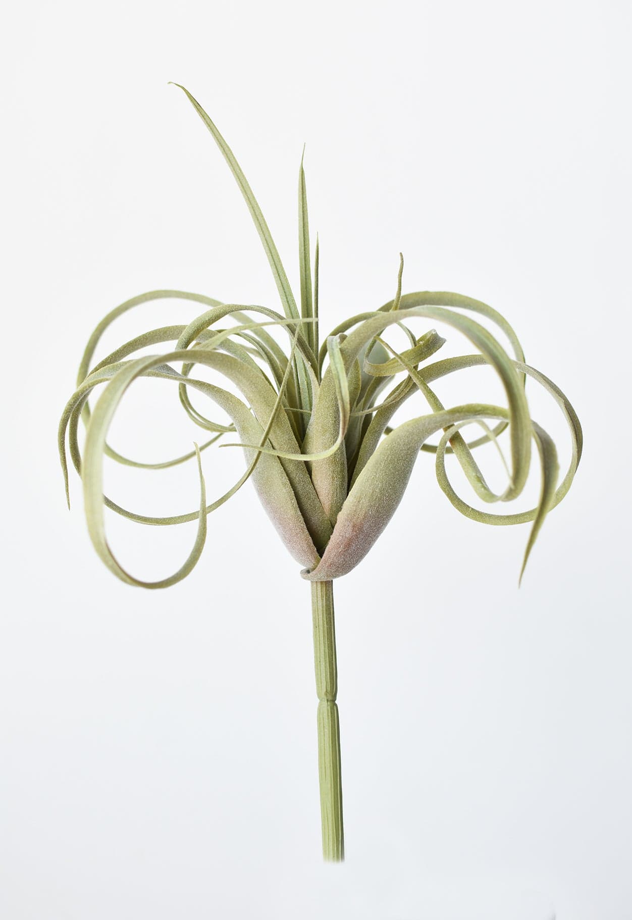 Tillandsia Succulent Pick, 8", Gray Green, Real Touch