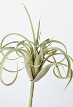 Load image into Gallery viewer, 8&quot; Faux Green/Gray Tillandsia Succulent Pick

