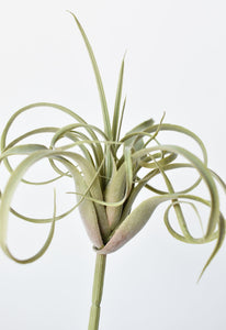 Green and Gray Tillandsia Succulent Pick, 8"