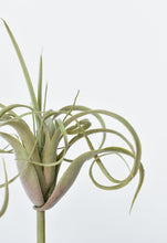 Load image into Gallery viewer, Green and Gray Tillandsia Succulent Pick, 8&quot;
