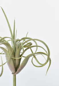 8" Faux Green/Gray Tillandsia Succulent Pick