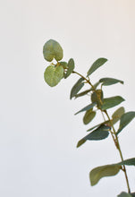 Load image into Gallery viewer, 40&quot; Faux Eucalyptus Stem
