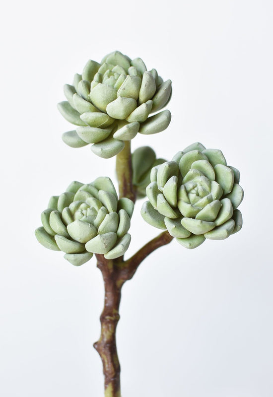 Hen & Chicks Succulent Stem, 10"