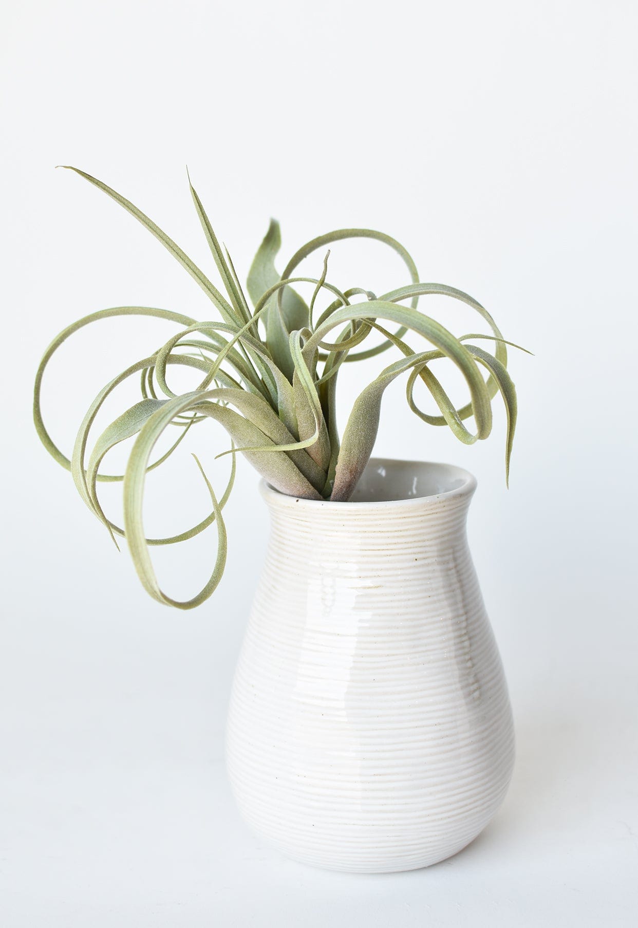 Tillandsia Succulent Pick, 8", Gray Green, Real Touch