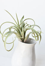 Load image into Gallery viewer, Green and Gray Tillandsia Succulent Pick, 8&quot;
