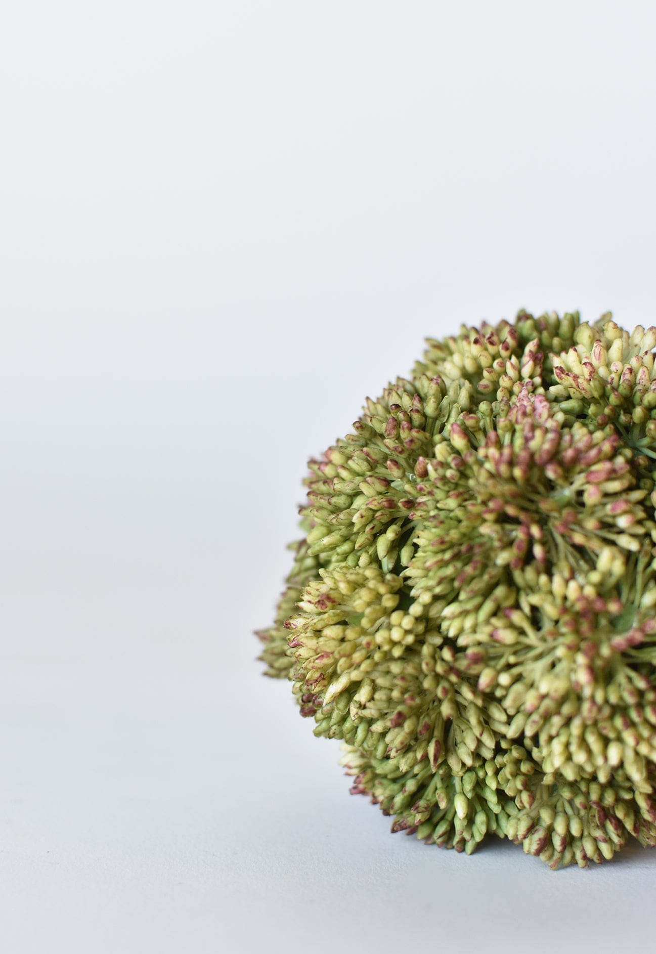 Sedum Ball, 4", Green