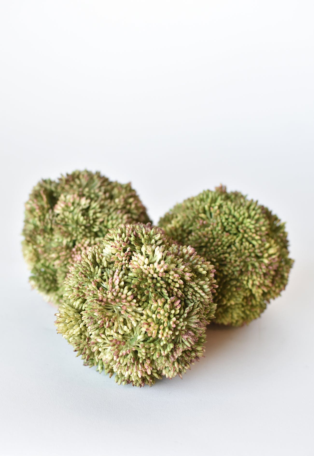 Sedum Ball, 4", Green