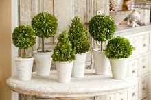 Load image into Gallery viewer, Collection of Boxwood Topiaries, Set of 6, Assorted Sizes
