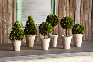 Collection of Boxwood Topiaries, Set of 6, Assorted Sizes