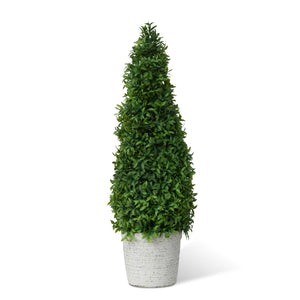Mountain Savory Cone Topiary, Large