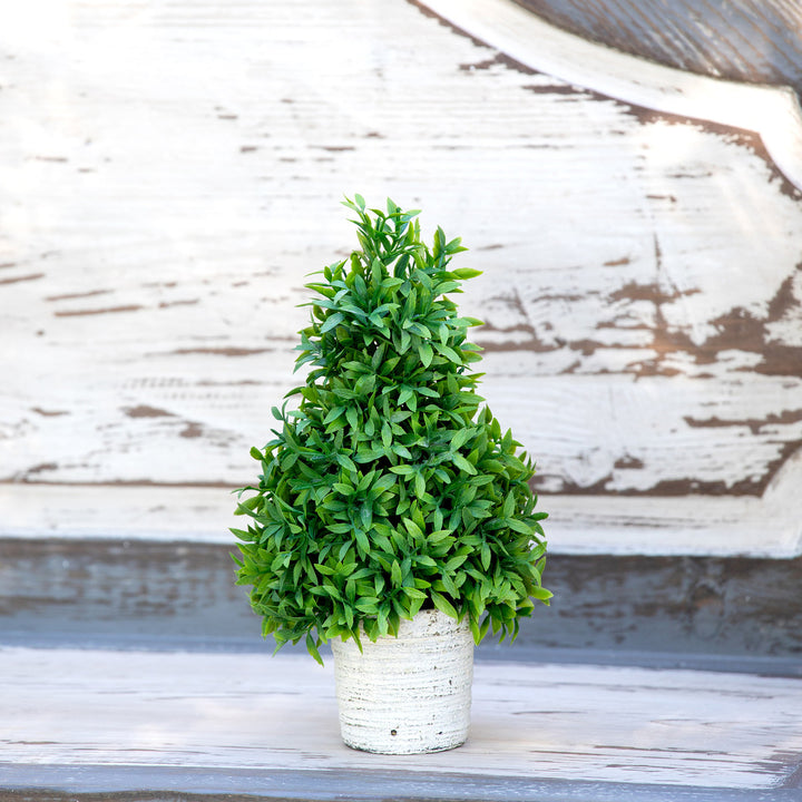 Mountain Savory Cone Topiary, Small