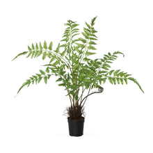 Load image into Gallery viewer, Forest Fern Plant in Growers Pot, Large
