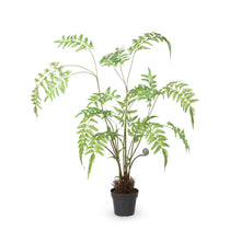 Load image into Gallery viewer, Forest Fern Plant in Growers Pot, Small
