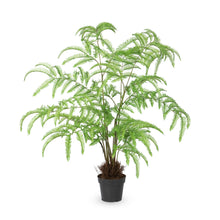 Load image into Gallery viewer, Tree Fern in Growers Pot
