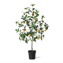 Load image into Gallery viewer, Lemon Tree in Plastic Pot
