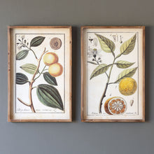 Load image into Gallery viewer, Botanical Study Citrus Prints, 2 Assorted Styles
