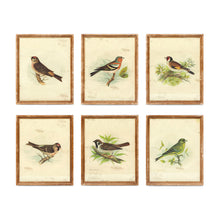 Load image into Gallery viewer, Vintage Bird Framed Prints, Set of 6
